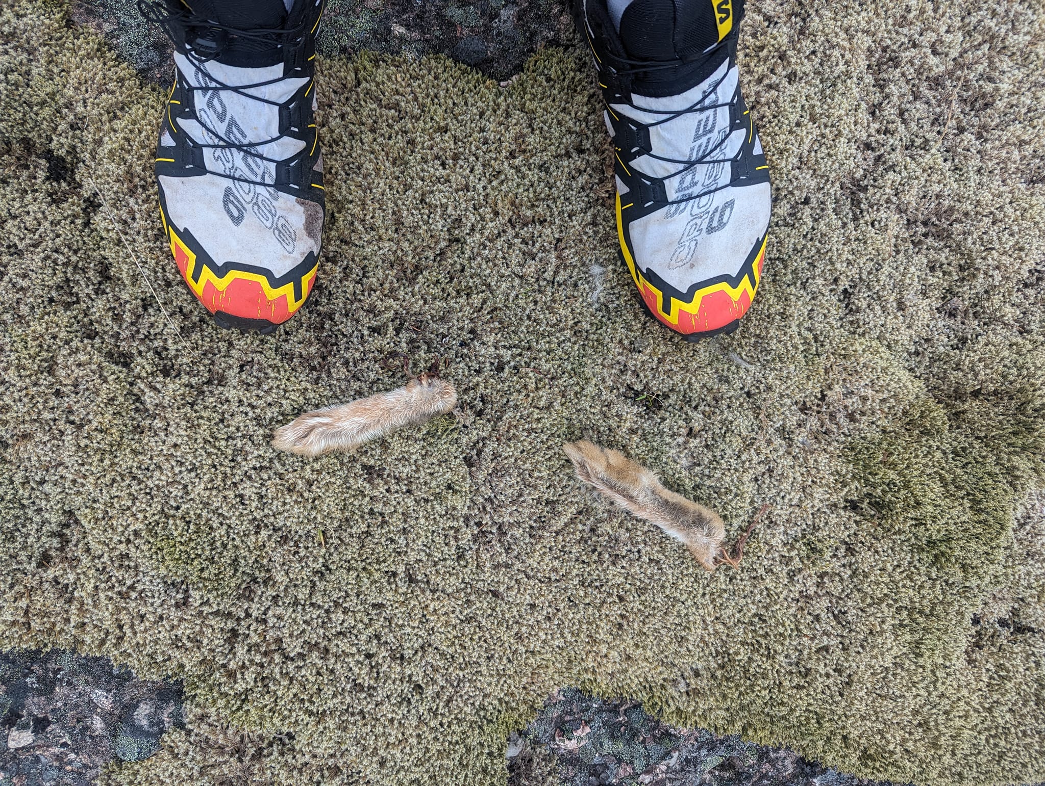 Salomon Speedcross 6 Review